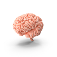 Brain PNG & PSD Images
