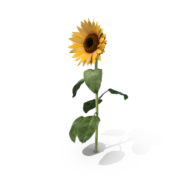 Sunflower PNG & PSD Images