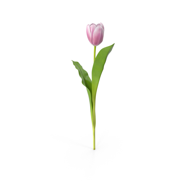 Tulip PNG & PSD Images