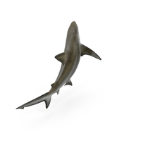 Bignose Shark PNG & PSD Images