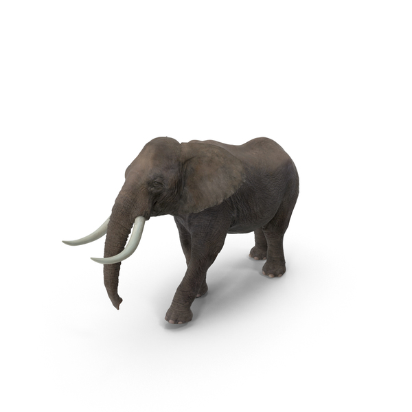 Elephant PNG & PSD Images