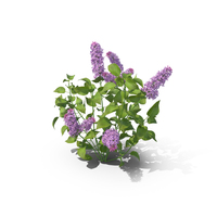 Lilac PNG & PSD Images