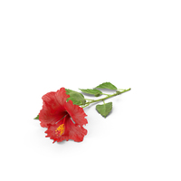 Hibiscus PNG & PSD Images
