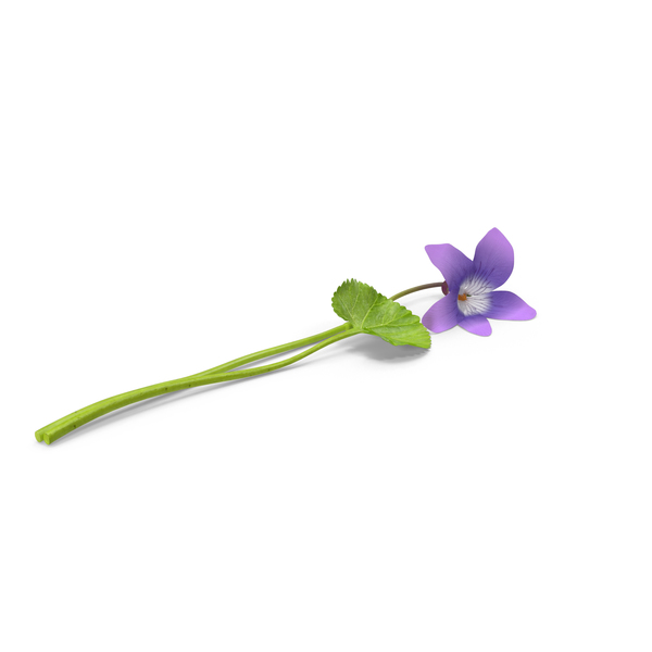 Violet PNG & PSD Images