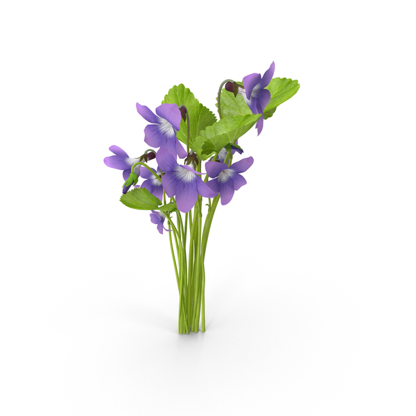 Violets PNG & PSD Images