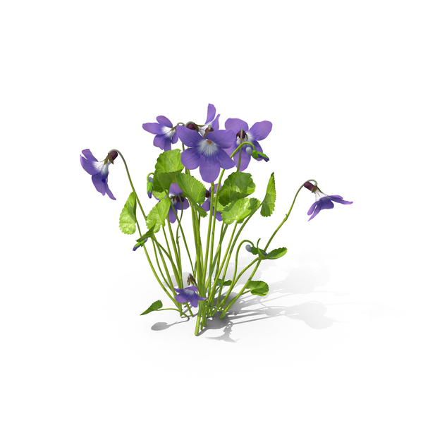 Violet PNG & PSD Images