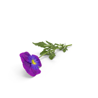 Pansy PNG & PSD Images