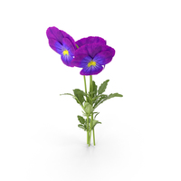 Pansies PNG & PSD Images