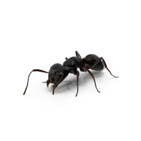 黑色蚂蚁PNG和PSD图像