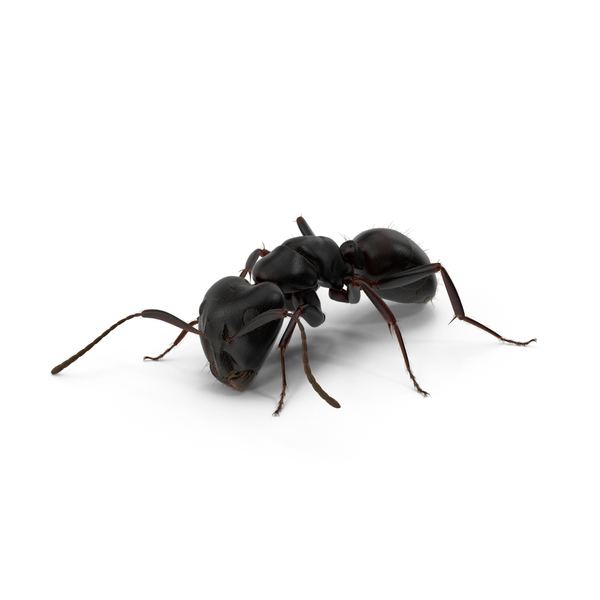 Black Ant PNG & PSD Images