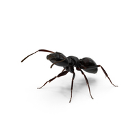 Black Ant PNG & PSD Images