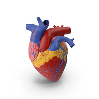 Anatomy Heart Medical Plastic Model PNG & PSD Images