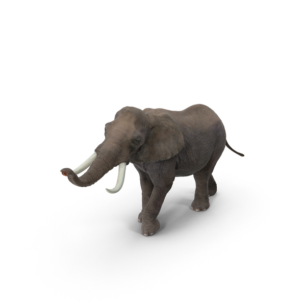 Elephant PNG & PSD Images