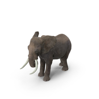 Elephant PNG & PSD Images