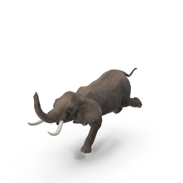 Elephant PNG & PSD Images