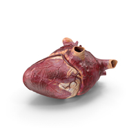 Human Heart PNG & PSD Images