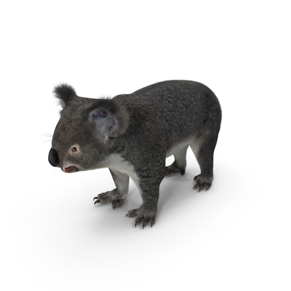 Koala PNG & PSD Images