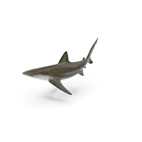 Bignose Shark PNG & PSD Images