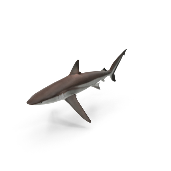 Shark PNG & PSD Images