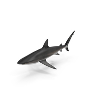 Shark PNG & PSD Images