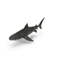 Shark PNG & PSD Images