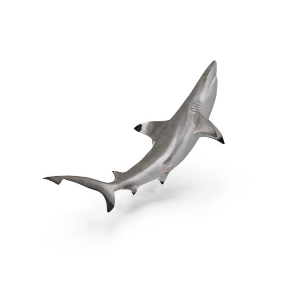 Blacktip Reef Shark PNG & PSD Images