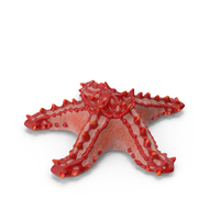 Starfish PNG & PSD Images
