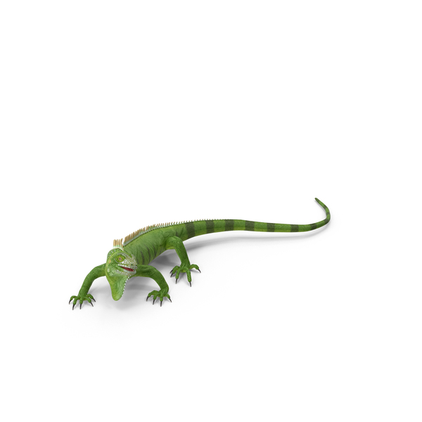 Green Iguana PNG & PSD Images