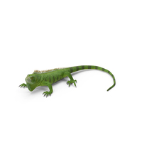 Green Iguana PNG & PSD Images