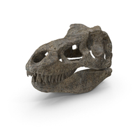Tyrannosaurus Rex Skull PNG & PSD Images
