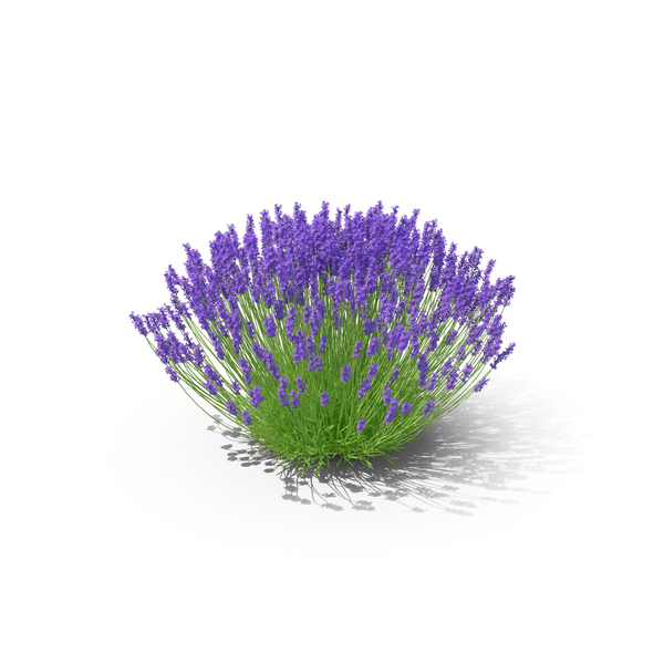 Lavender Bush PNG & PSD Images