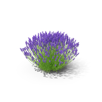 Lavender Bush PNG & PSD Images