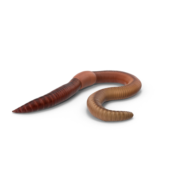 Earth Worm PNG & PSD Images