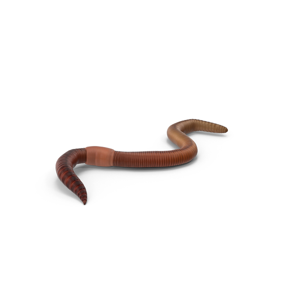 Earth Worm PNG & PSD Images