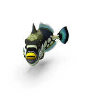 Clown Trigger Fish PNG & PSD Images