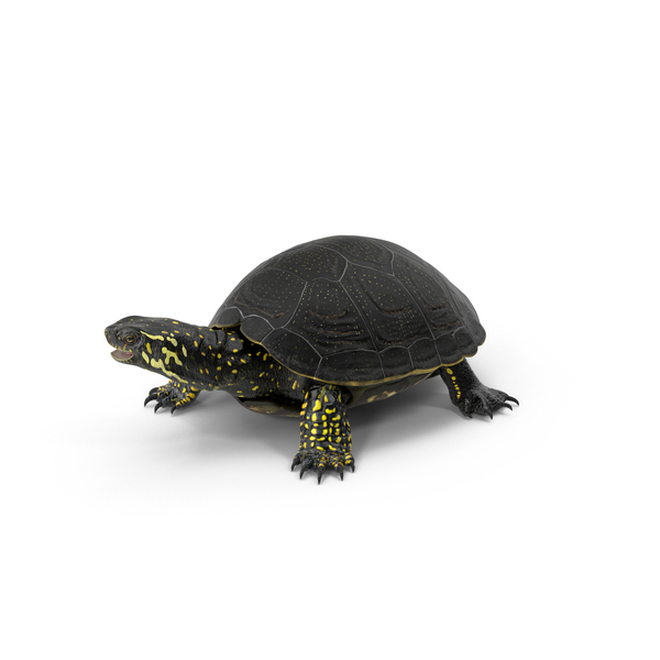 European Pond Turtle PNG & PSD Images