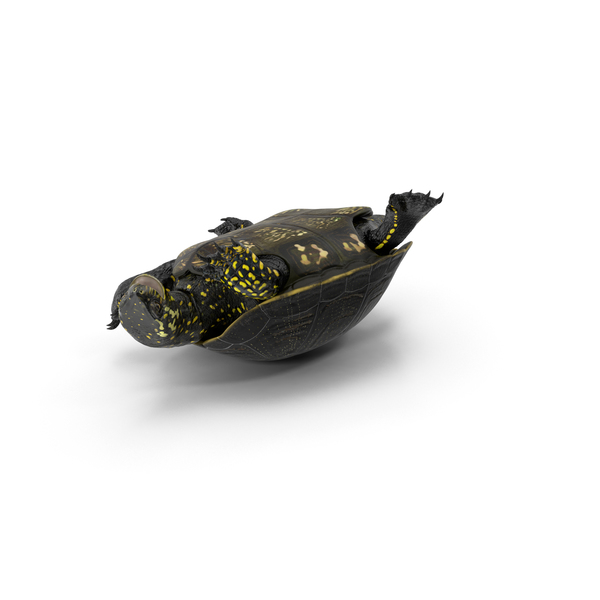 European Pond Turtle PNG & PSD Images