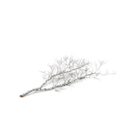 Fallen Birch Tree PNG & PSD Images