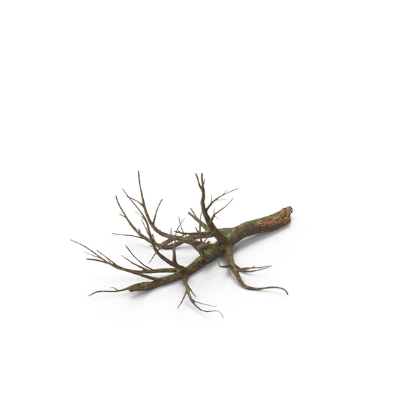 Fallen Oak Tree PNG & PSD Images