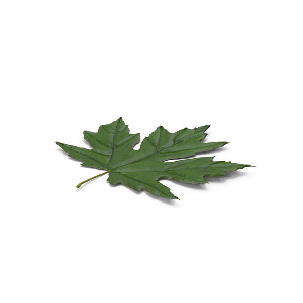 Maple Leaf PNG & PSD Images