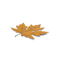 Maple Leaf PNG & PSD Images