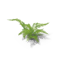 Fern PNG & PSD Images