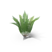 Fern PNG & PSD Images