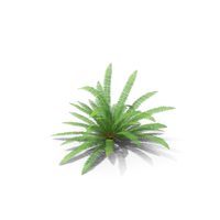 Fern PNG & PSD Images