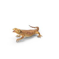 Bearded Dragon PNG & PSD Images