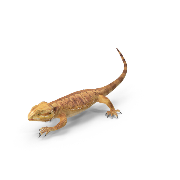 Bearded Dragon PNG & PSD Images