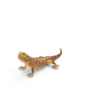 Bearded Dragon PNG & PSD Images
