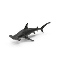 Great Hammerhead Shark PNG & PSD Images