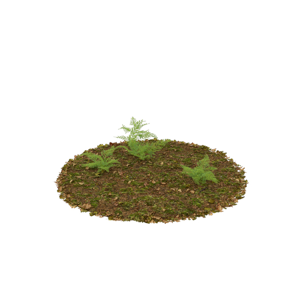 Ferns PNG & PSD Images