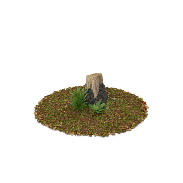 Stump with Ferns PNG & PSD Images